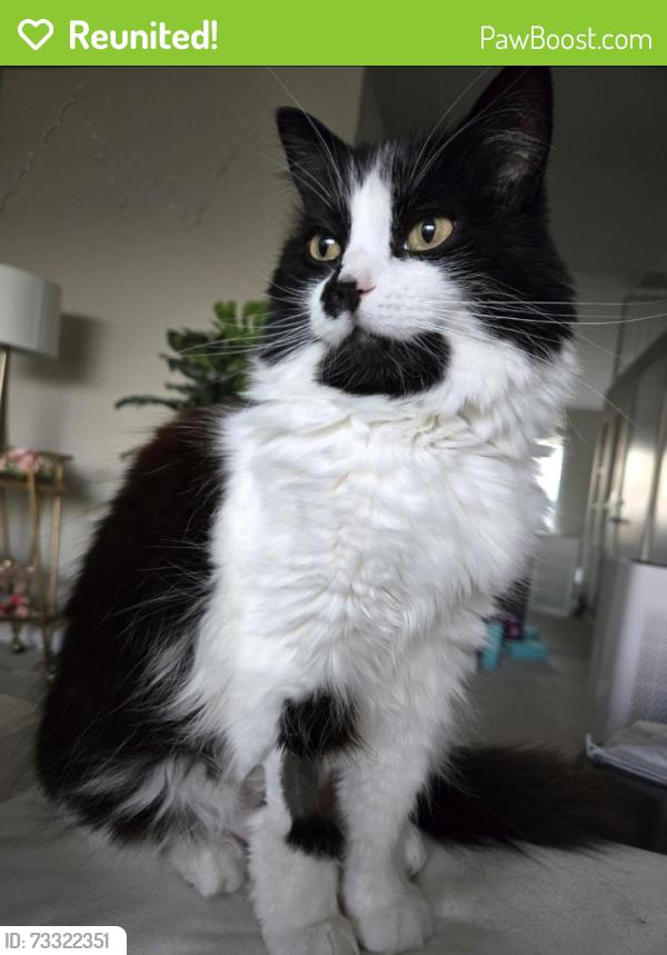 Reunited Female Cat last seen Near Lyric Avenue Los Angeles, CA 90027, Los Angeles, CA 90027