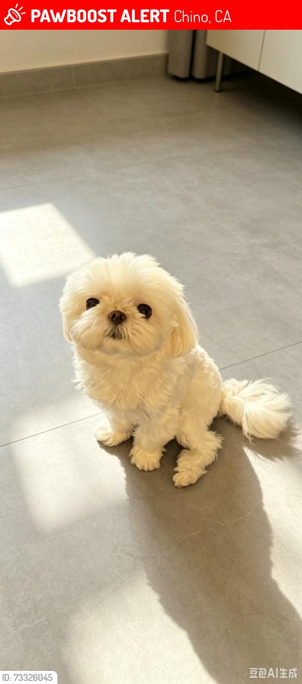 Lost Female Dog last seen Rochester ave, Chino, CA 91710