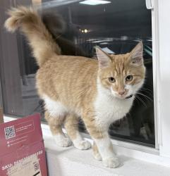 Found/Stray Male Cat last seen Alice & Merle, San Leandro, San Leandro, CA 94577