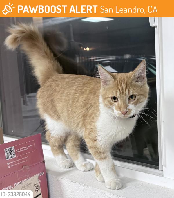 Found/Stray Male Cat last seen Alice & Merle, San Leandro, San Leandro, CA 94577