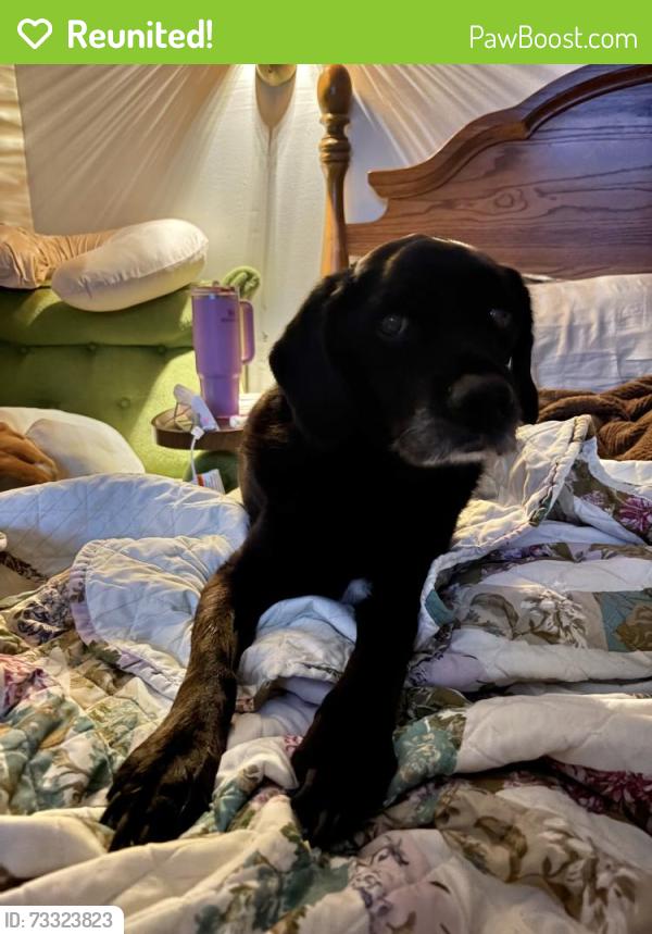 Reunited Female Dog last seen Crawford Rd & Old Stage Rd S, Erwin, NC, Erwin, NC 28339