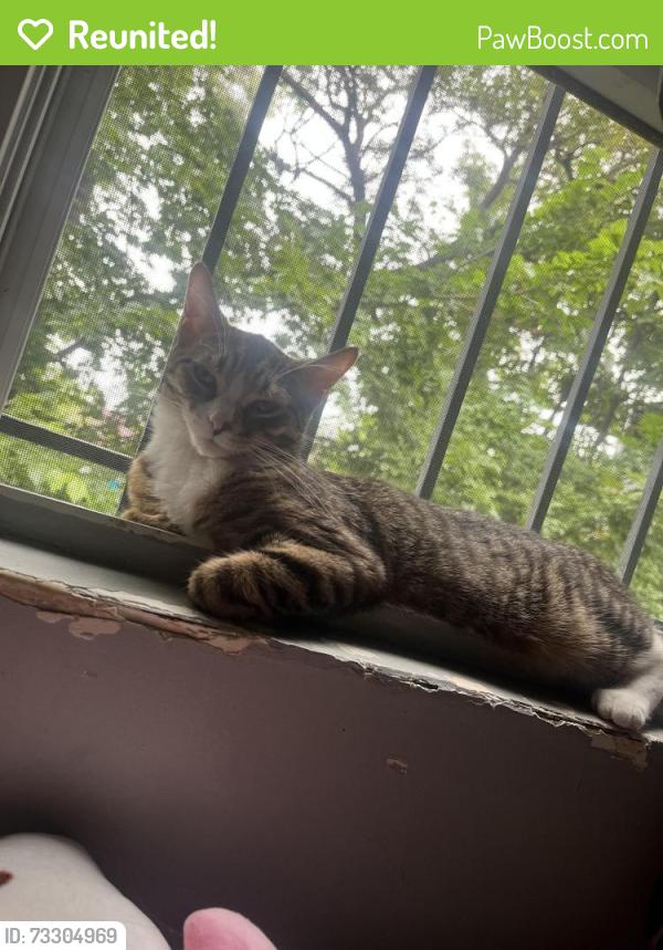 Reunited Female Cat last seen Lawndale and Augusta by Cameron elementary, Chicago, IL 60651