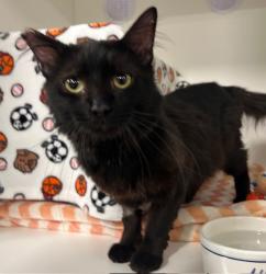 Shelter Stray Male Cat last seen Near Rancheros Drive, San Marcos, CA, 92069, Oceanside, CA 92058, USA