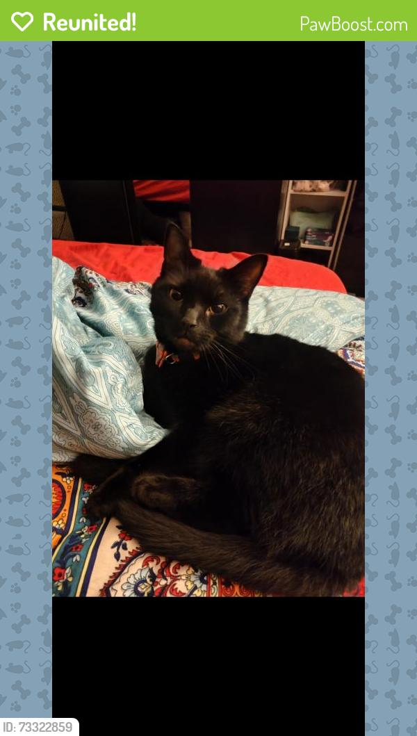 Reunited Male Cat last seen Ilford lane by Sainsbury's, Greater London, England IG1 2EH