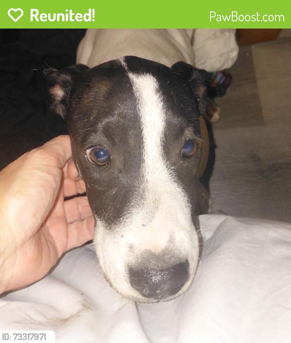Reunited Male Dog last seen 29th & Alvernon, Tucson, AZ 85711