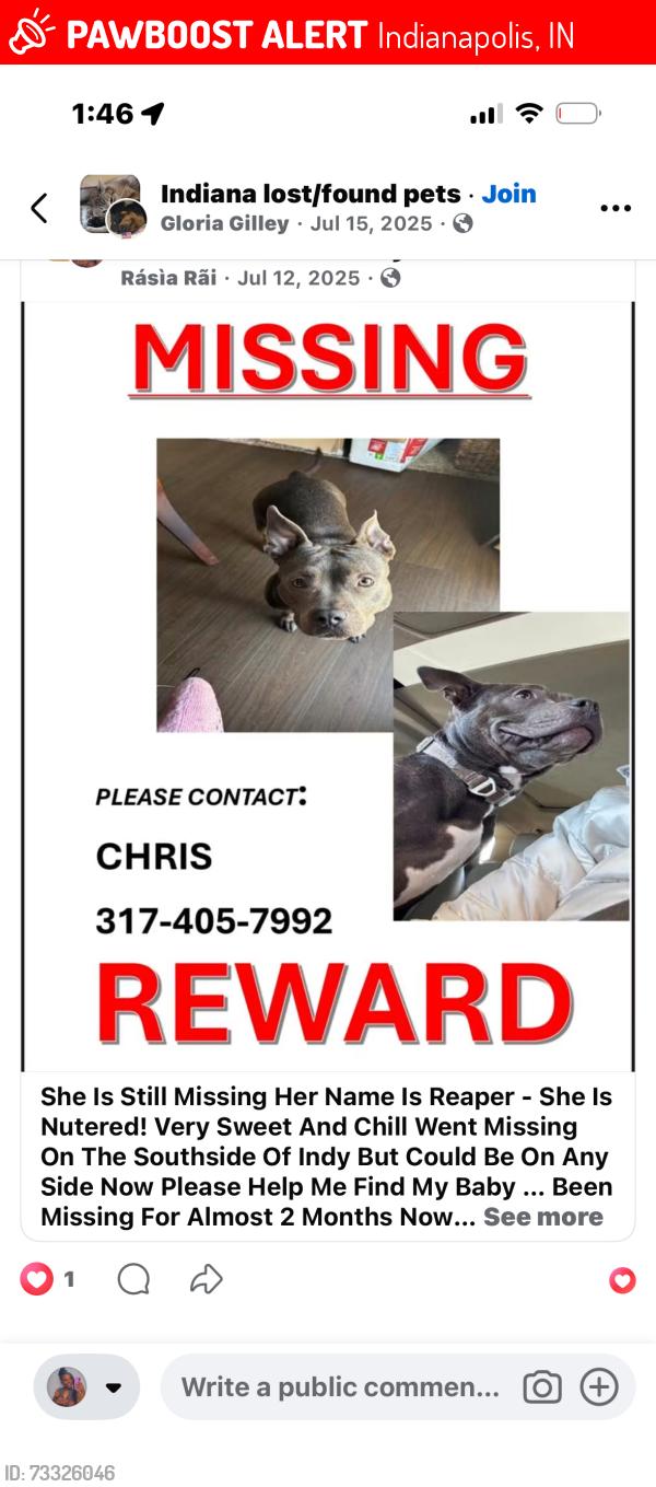 Lost Female Dog last seen E Thompson Southside of indy, Indianapolis, IN 46237