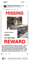 Lost Female Dog last seen E Thompson Southside of indy, Indianapolis, IN 46237