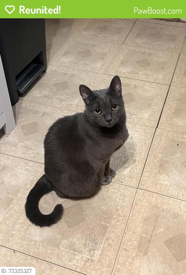Reunited Female Cat last seen Good Samaritan hosp, Baltimore, MD 21239
