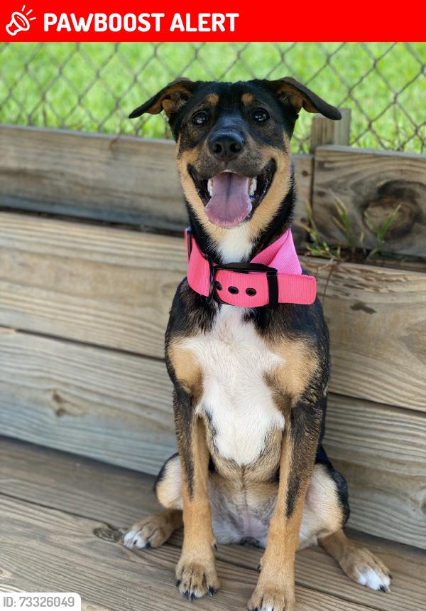 Lost Female Dog last seen Tyro lexington NC, Davidson County, NC 27299