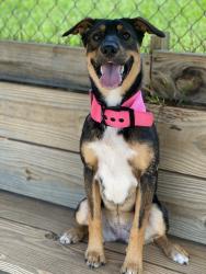 Lost Female Dog last seen Tyro lexington NC, Davidson County, NC 27299
