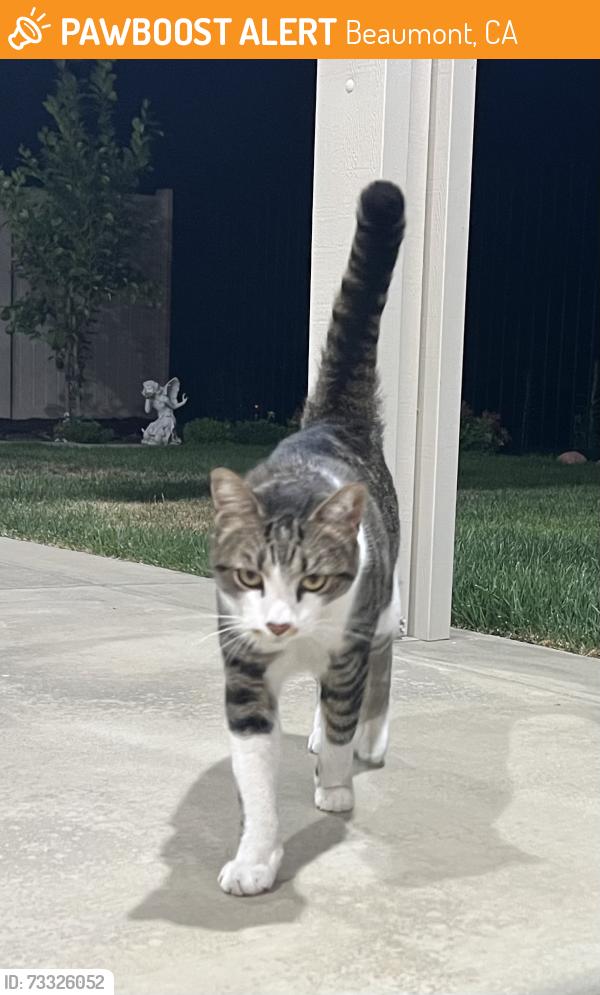 Found/Stray Unknown Cat last seen Sorenstam Park, Beaumont, CA 92223