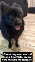 Reunited Male Dog last seen Central ave and Alta vista, Phoenix, AZ 85040