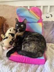 Reunited Female Cat last seen Near Gannet Dr, Costa Mesa, CA 92626, USA, Costa Mesa, CA 92626
