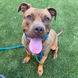 Shelter Stray Female Dog last seen , Animal Care & Control Team of Philly, 111 W Hunting Park Ave, Philadelphia, PA 19140, USA
