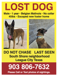 Lost Male Dog last seen South shore blvd, League City, TX 77573