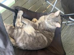 Lost Male Cat last seen Station 21 apmts, Mesa, AZ 85202