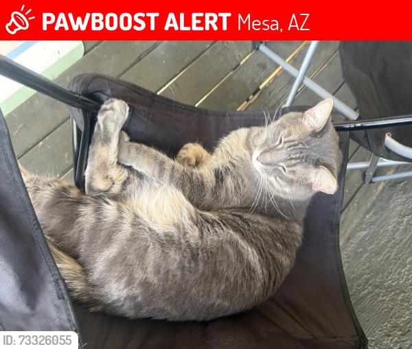 Lost Male Cat last seen Station 21 apmts, Mesa, AZ 85202