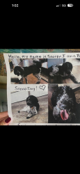 Lost Male Dog last seen Dalton Willis and Hills Parkway, Montgomery County, TX 77316