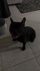 Reunited Female Dog last seen Southern and Apache, Buckeye, AZ 85326