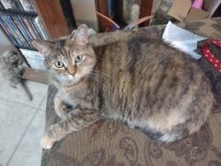 Lost Female Cat last seen Vine Street near the bridge, Clyde, OH 43410