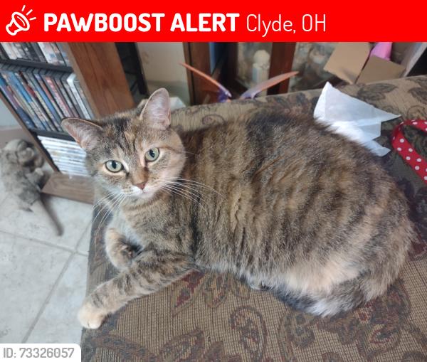 Lost Female Cat last seen Vine Street near the bridge, Clyde, OH 43410
