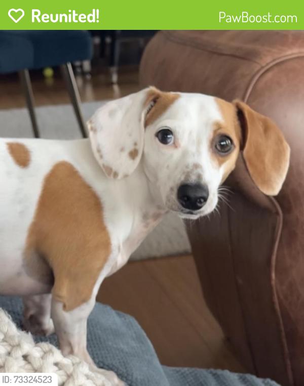 Reunited Male Dog last seen Near Hidden Wy, Malvern, PA 19355, USA, Malvern, PA 19355