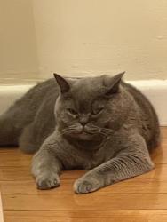 Reunited Male Cat last seen scotsburn avenue, 克莱顿, VIC 3168
