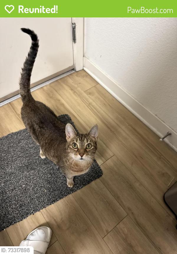 Reunited Female Cat last seen Eton Warner apmts, Los Angeles, CA 91303