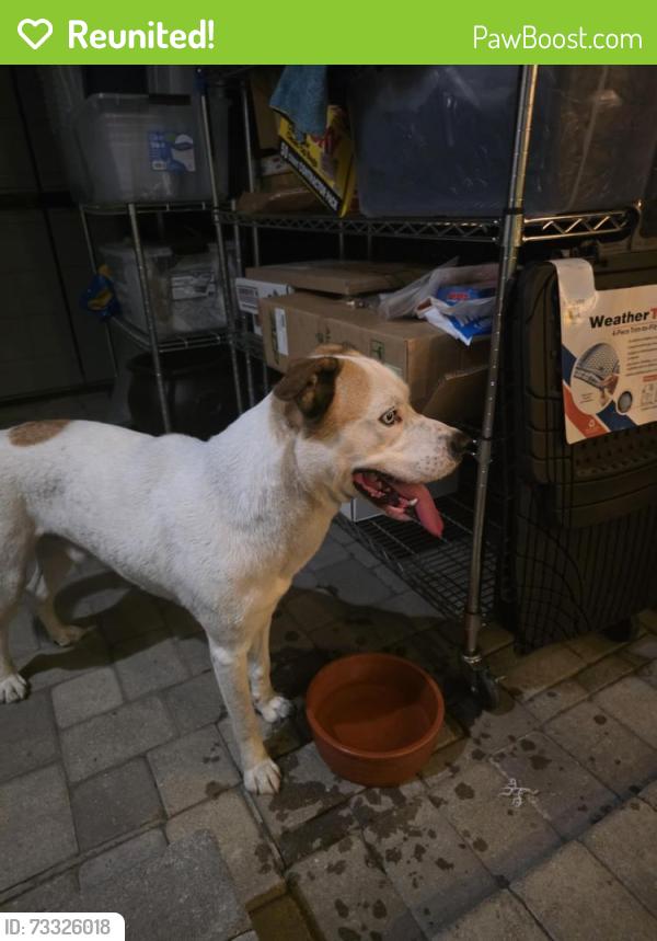 Reunited Male Dog last seen Willow and Oregon, Long Beach, CA 90806