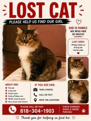 Reunited Male Cat last seen polk st, Los Angeles, CA 91342