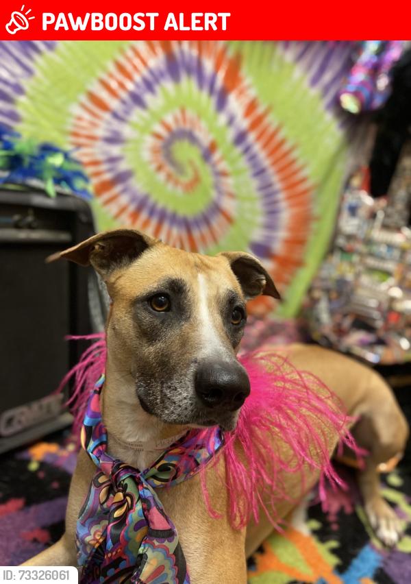 Lost Female Dog last seen Esperanza Rd & TX-75, Montgomery County, TX 77378