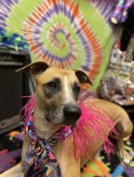 Lost Female Dog last seen Esperanza Rd & TX-75, Montgomery County, TX 77378