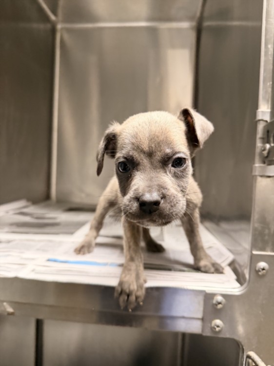 Shelter Stray Male Dog last seen , 14409 Vanowen St, Van Nuys, CA 91405, USA