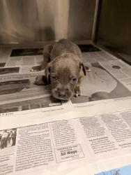 Shelter Stray Male Dog last seen , 14409 Vanowen St, Van Nuys, CA 91405, USA