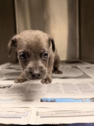 Shelter Stray Male Dog last seen , 14409 Vanowen St, Van Nuys, CA 91405, USA