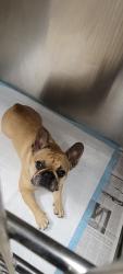 Shelter Stray Unknown Dog last seen , West Valley Animal Shelter, 20655 Plummer St, Chatsworth, CA 91311, USA