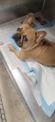 Shelter Stray Unknown Dog last seen , West Valley Animal Shelter, 20655 Plummer St, Chatsworth, CA 91311, USA