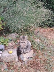 Found/Stray Female Cat last seen W3, Greater London, England 