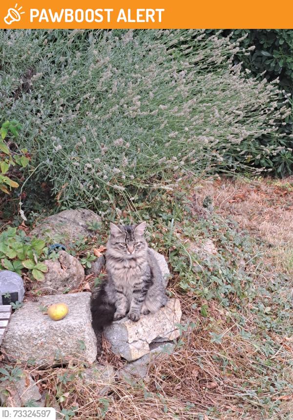 Found/Stray Female Cat last seen W3, Greater London, England 