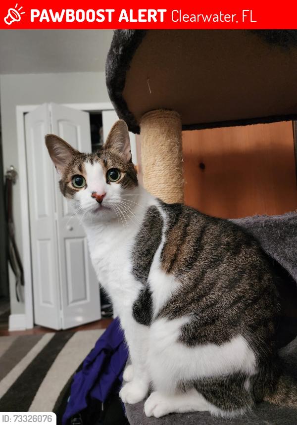 Lost Male Cat last seen Near Druid Rd, Clearwater, FL 33764, Clearwater, FL 33764