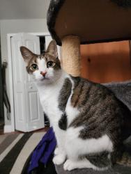 Lost Male Cat last seen Near Druid Rd, Clearwater, FL 33764, Clearwater, FL 33764