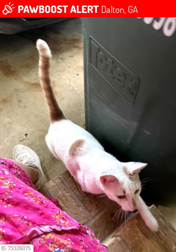 Lost Male Cat last seen Valley Brook subdivision, Dalton, GA 30720