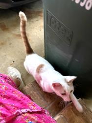 Lost Male Cat last seen Valley Brook subdivision, Dalton, GA 30720