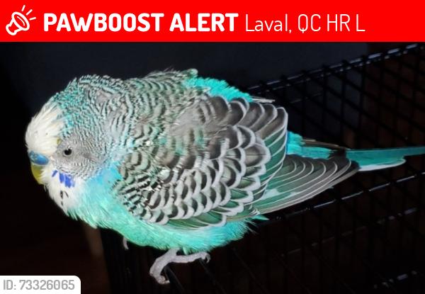 Lost Male Bird last seen Near Avenue, Laval, QC H7R 4L6