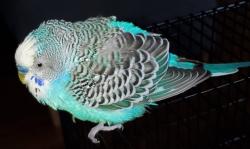 Lost Male Bird last seen Near Avenue, Laval, QC H7R 4L6