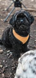 Reunited Female Dog last seen 48th street & Mcdowell, Phoenix, AZ 85008