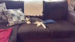 Reunited Male Cat last seen Belleview and Dayton, Greenwood Village, CO 80111