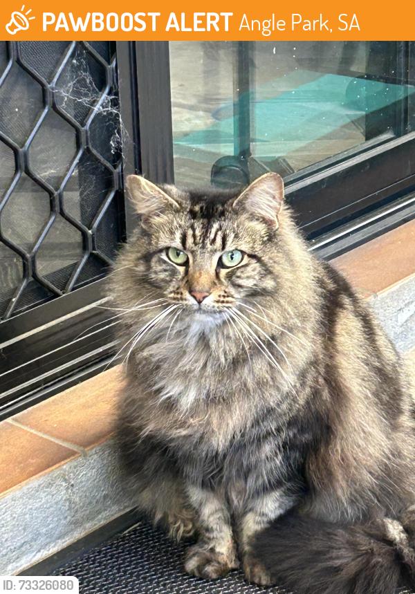 Found/Stray Unknown Cat last seen Regency golf course, Angle Park, SA 5010