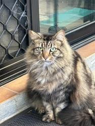 Found/Stray Unknown Cat last seen Regency golf course, Angle Park, SA 5010