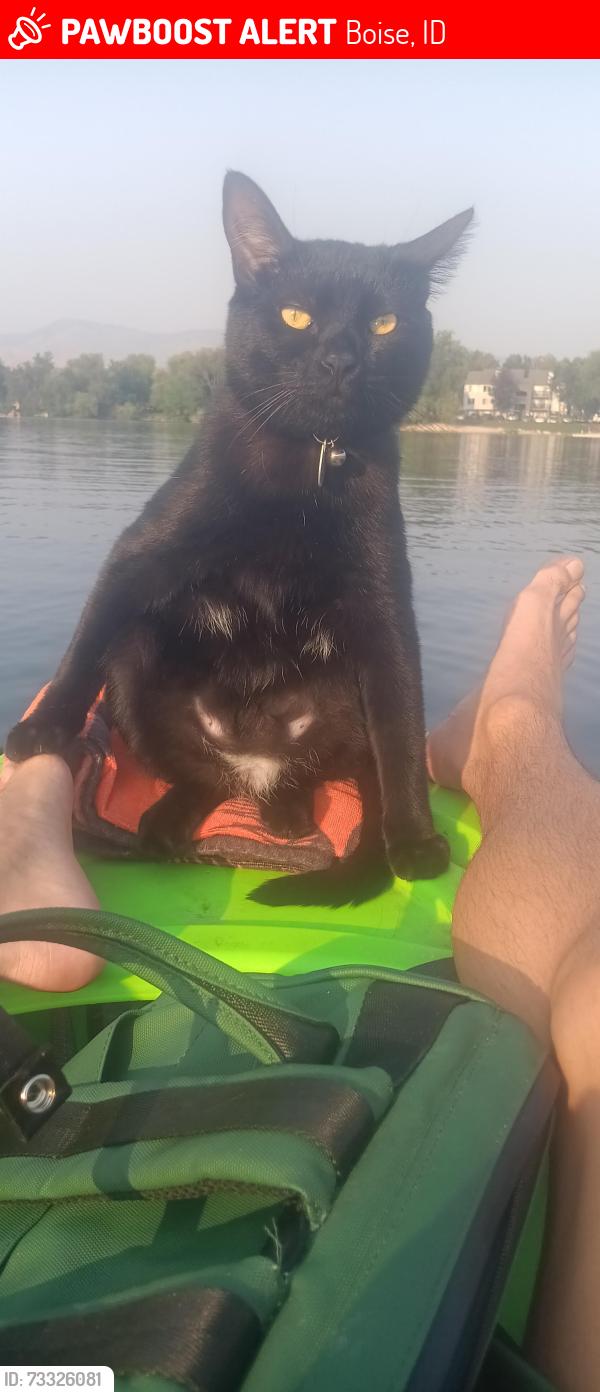 Lost Male Cat last seen Cole & Overland near the hotel and crackerbarrel, Boise, ID 83709